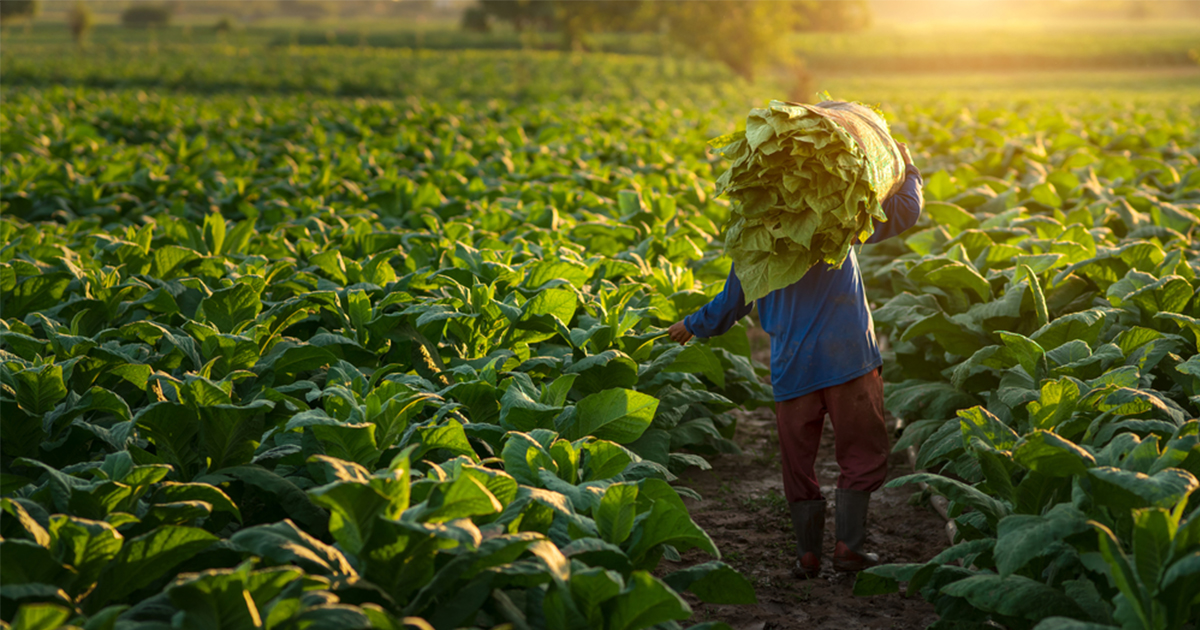 ¿Por qué invertir en el sector agrícola?